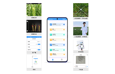 益阳市小麦表型测量仪IN-XM05